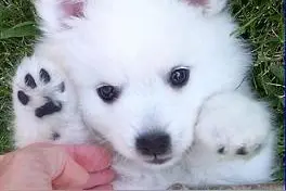 宠物《银狐犬》资料详解图片