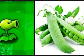 “时光园艺”植物大战僵尸游戏里的植物对应的真实植物原型图集图片