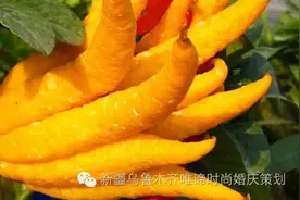 佛手瓜要削皮吗 佛手瓜的使用方法推荐图片