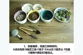 DIY---给多肉自制一个家，多肉拼盘教程图片