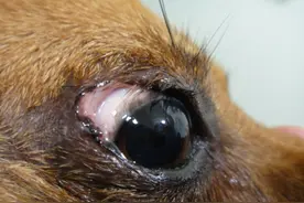 狗狗出现眼睑内翻可能分很多原因，家长们可得对症下药啊！图片