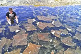 海面漂浮一片“魔鬼鱼”，双翅有力鲨鱼敬它三分图片