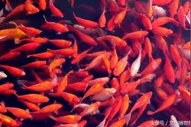 如此热衷于转锦鲤？历史古籍中真实的锦鲤传说，锦鲤我来还愿了！图片