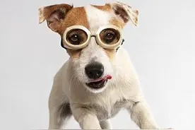 狗狗爱上玩滑板图片