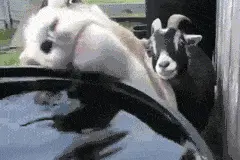 狗狗出差半个月回家的第一件事图片