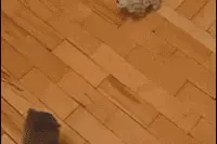 谢谢系搞笑gif：每天都听到隔壁打女朋友的声音图片