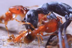 一群黑蚂蚁为偷蛋与红悍蚁引发大战 最终大部份都战死沙场图片