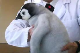 萌宠搞笑图第460：好想摸摸这小企鹅图片