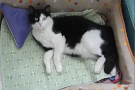 奶牛猫在全身镜前面懵住，进而对镜子中的自己拳打爪踢图片