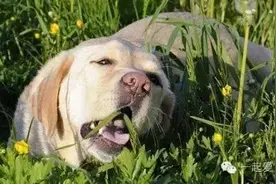 宠知识 | 狗狗吃草正常吗图片