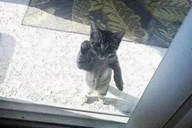 搞笑内涵萌宠图：被拒之门外逗逼气质全开的搞笑萌宠！图片