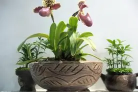 养鱼种植之乐--符志刚图片