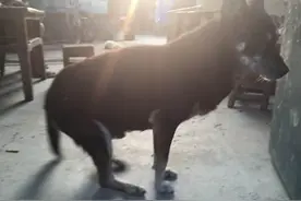 狗狗看家护院十年无怨无悔，希望好好安享晚年图片