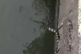 毒蛇银环蛇出现在南海叠滘！村民还用竹竿打蛇...吓死人！图片