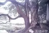 大家都知道兴宁叫齐昌，那齐昌古八景你又知道几个?图片