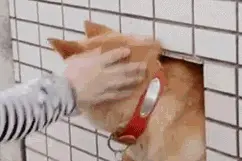 带个柴犬出远门，结果被卡住了，要那么萌吗？图片