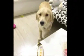 金毛偷偷撕开鸡爪零食包，主人过来询问赶忙藏嘴里！图片