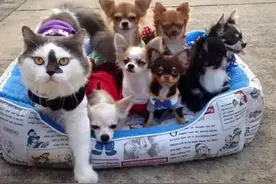 一群狗里面的猫大帝图片