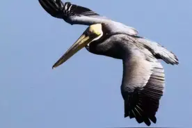 逗比气质的大个头鸟 ，看到它就开心图片