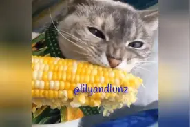 一只啃玉米的小喵喵（我的天萌翻我）图片
