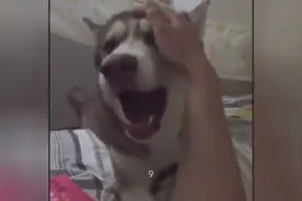 狗狗威胁主人不摸十下断绝关系，主人脸都红了图片