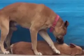 同伴遭遇车祸，忠义狗狗守护身旁试图唤醒它图片