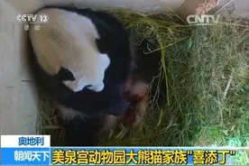 奥地利美泉宫动物园大熊猫家族“喜添丁 ”图片