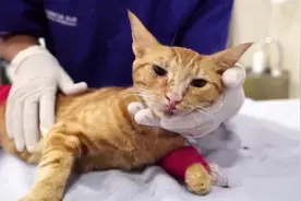 一直不知道，为什么有的人会讨厌猫？视频封面