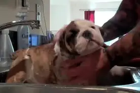 小斗牛犬第一次洗澡，洗手盆就搞定了，小狗狗很乖啊！图片