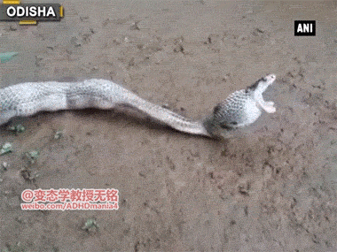 搞笑GIF图：我说过多少次了别碰我，在碰我一巴掌抽死你！图片