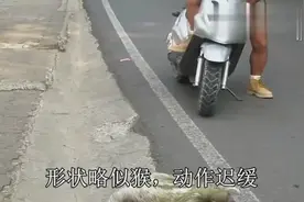 世界上最懒的动物！爬的比乌龟还要慢，即使被人抓住视频封面