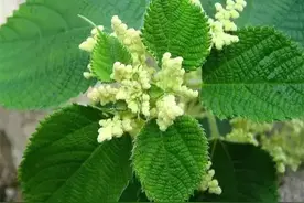苎麻 | 富贵丝，中国草图片