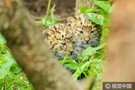 猎豹幼崽亮相英国动物园，相依相偎呆萌可爱图片