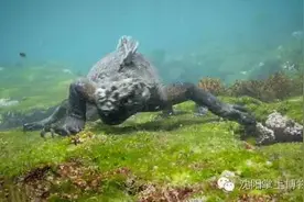 水中”哥斯拉“，遇危险心脏可停跳45分钟图片