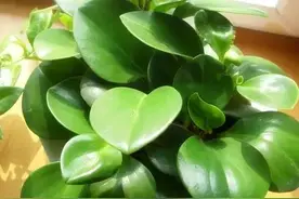 豆瓣绿怎么养？图片