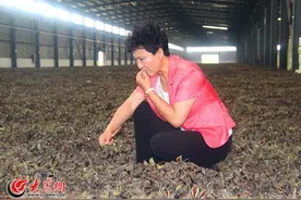 菏泽牡丹籽采收告别“采青” 质量提高市场受宠图片