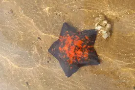 昨天在海边捡了一只海星  红颜色的 难道变异了吗？纳尼？图片