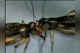 南宋第一虫家输了，皇帝做裁判，荒唐年代荒唐人，玩虫玩人又玩国视频封面