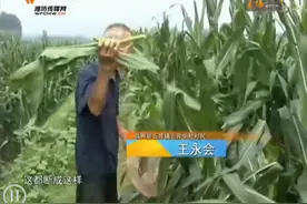 狂风暴雨致使玉米棉花大片倒伏 农技专家指导灾后管理图片