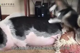 被狗追时，为什么只要一蹲下狗就会被吓跑？看完又长知识了