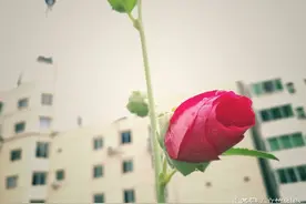 雨是夜留在衣襟上的泪图片