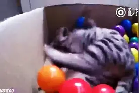 给猫咪一堆球，它就会变神经病图片