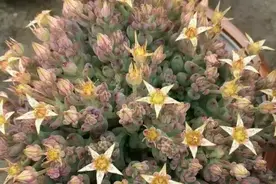 牵挂！不能见到心头肉，看看图也是极好的！图片