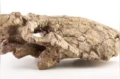 中国地质博物馆百年，这30件藏品亮瞎你的双眼图片