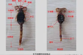 蝎子的外部形态图片