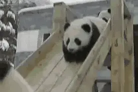 心疼这群蠢萌Baby！（认真脸）图片