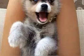 百科犬说之阿拉斯加克利凯犬图片