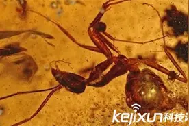 5000万年前的昆虫长什么样?琥珀给你答案图片