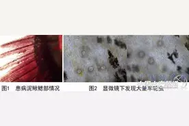 泥鳅车轮虫病防治一例图片