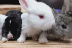 萌兔过处，寸草不生。第二波！图片